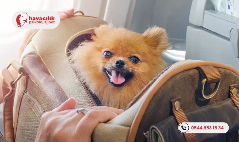 Evcil-Hayvan-Ucak-Yolculugu