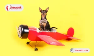 Havayolu-Ulasiminin-Evcil-Hayvanlar-Icin-Riskleri