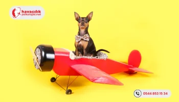 Havayolu-Ulasiminin-Evcil-Hayvanlar-Icin-Riskleri