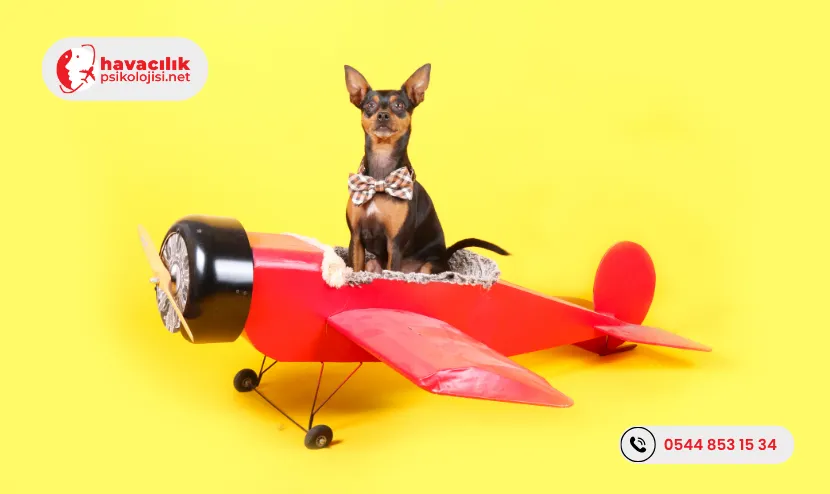 Havayolu-Ulasiminin-Evcil-Hayvanlar-Icin-Riskleri